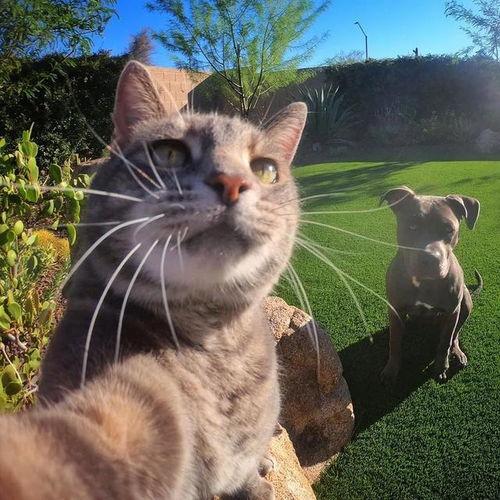 网红猫的自拍,揭秘猫咪世界的趣味瞬间