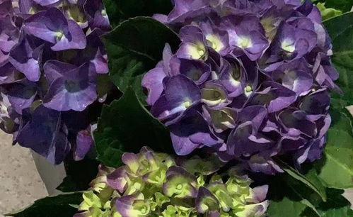 什邡网红绣球花,绽放的网红之花，魅力四溢的田园风光