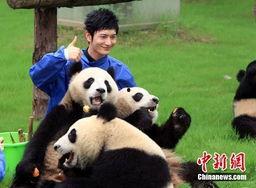 明星与大熊猫,跨界友谊背后的故事